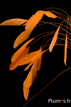 Coquetips - 13-18 cm - orange